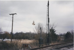 Hawk flying off the WB semaphore signal at Seriff Road crossing west of Lima in 1997